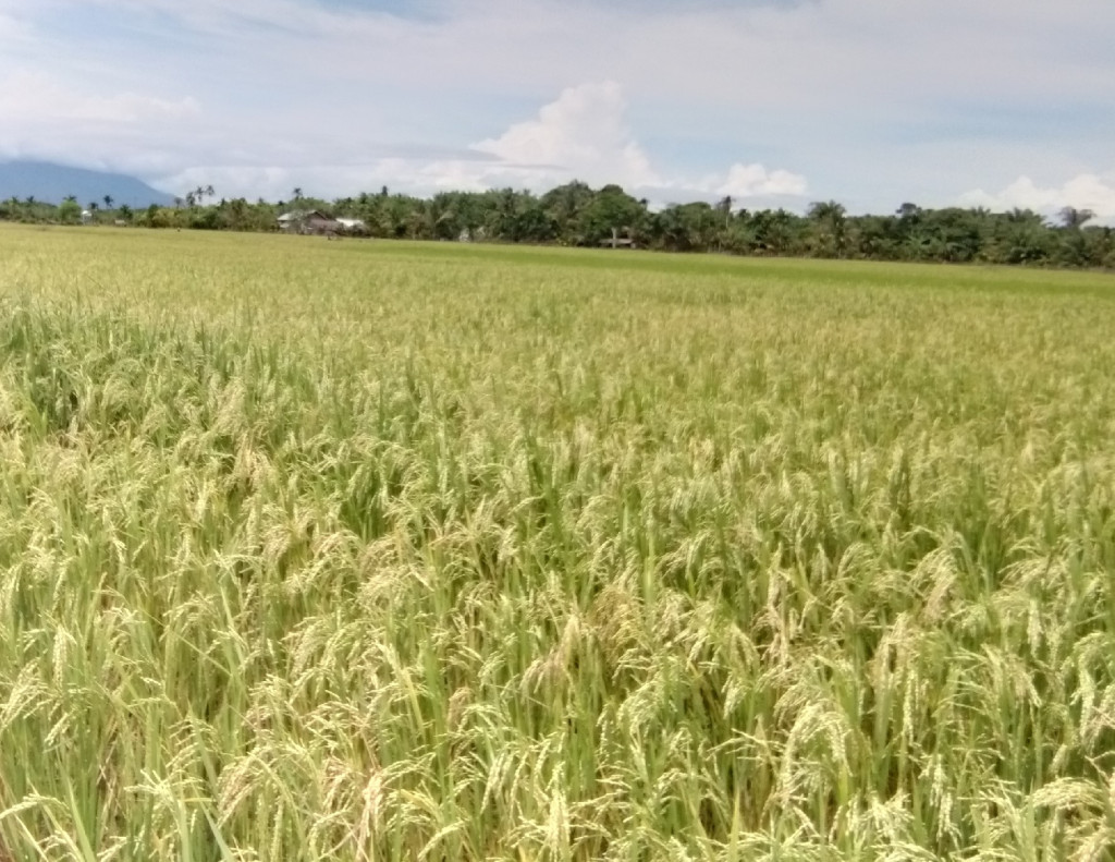 Salah satu bentuk usaha pertanian/perekonomian pokok masyarakat Ujung Padang Asahan.